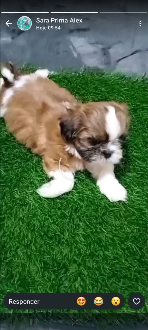 Shihtzu  - Foto 3