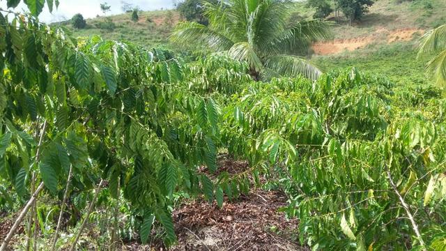 Sítio Próximo ao Trevo de Pacas X Colatina - Foto 13