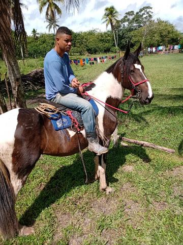 Cavalo campolina