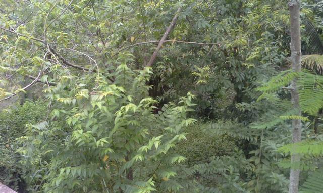 Vendo Terreno 12x30 em Itaboraí - aceito proposta - Foto 4