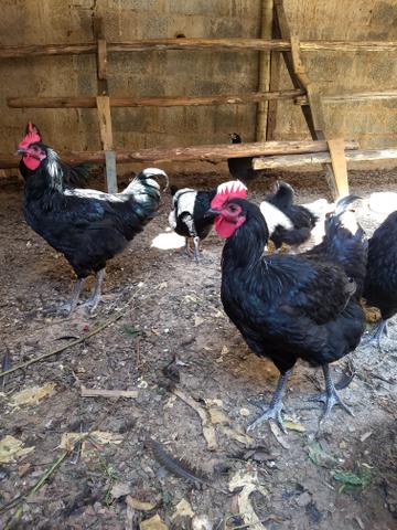 Vendem-se Gigante Negro De Jersey - Foto 2