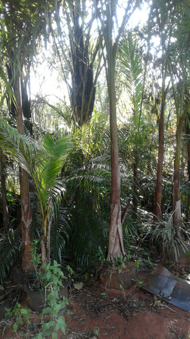 Ype grande- mudas eucalipto-Frutíferas produzindo -Montamos pomar chacará e fazenda-grama - Foto 3