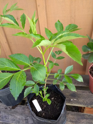 MUDAS DE SABUGUEIRO - Foto 4