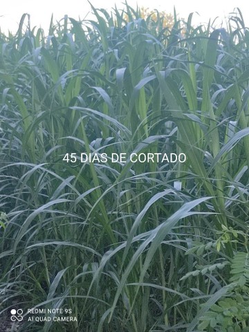 Mudas capiaçu. Tonelada de Silagem. Kurumi - Foto 4