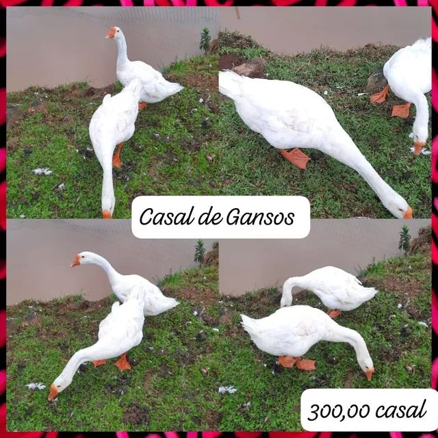 Casal de Ganso  - Foto 4