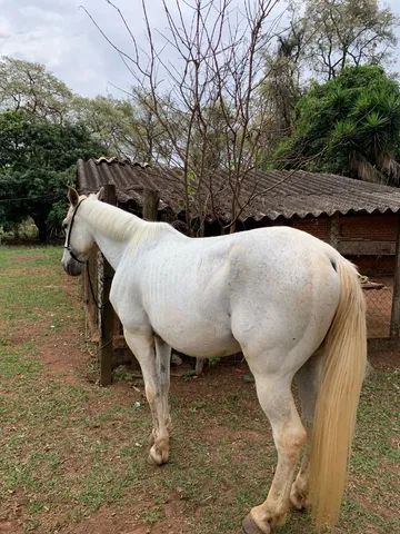 Frente de Baia MS 70  Baias de cavalo, Cavalos quarto de milha