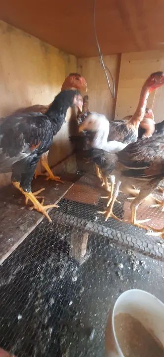 Galinha gsb. Ótima genética  - Foto 5