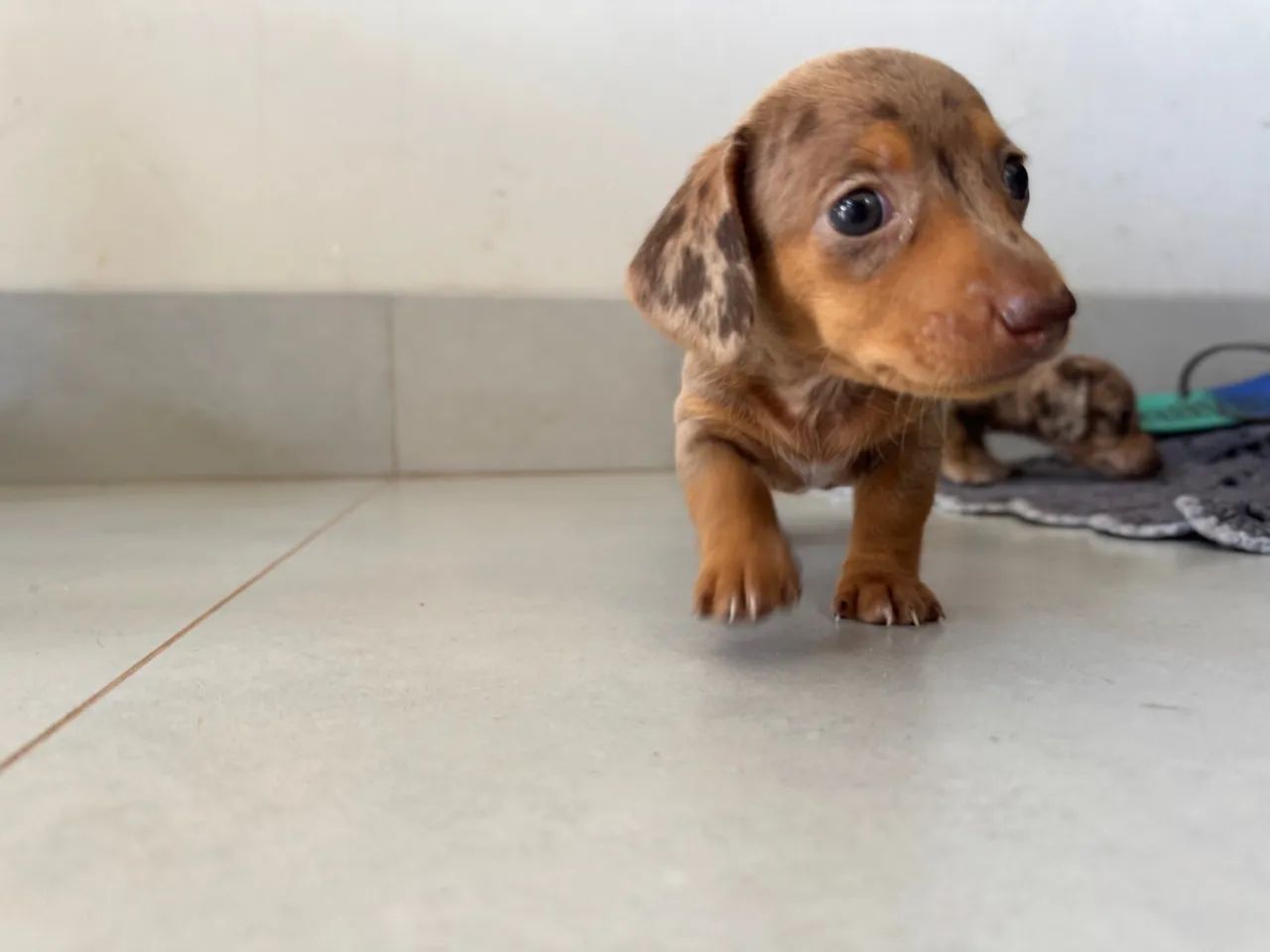 Filhotes de Dachshunds/Teckel/Salsichas - Foto 2