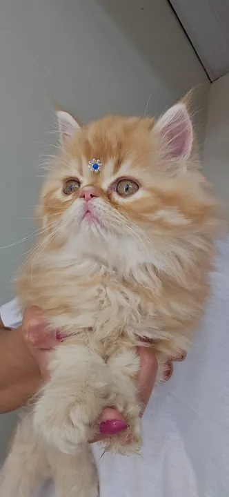 Persa Macho Laranja na PetshowLondrina