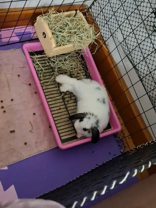 Coelha mini lop - Foto 3