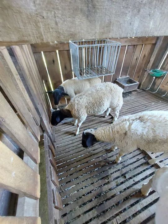 Ovelhas, borregos dorper - Foto 3