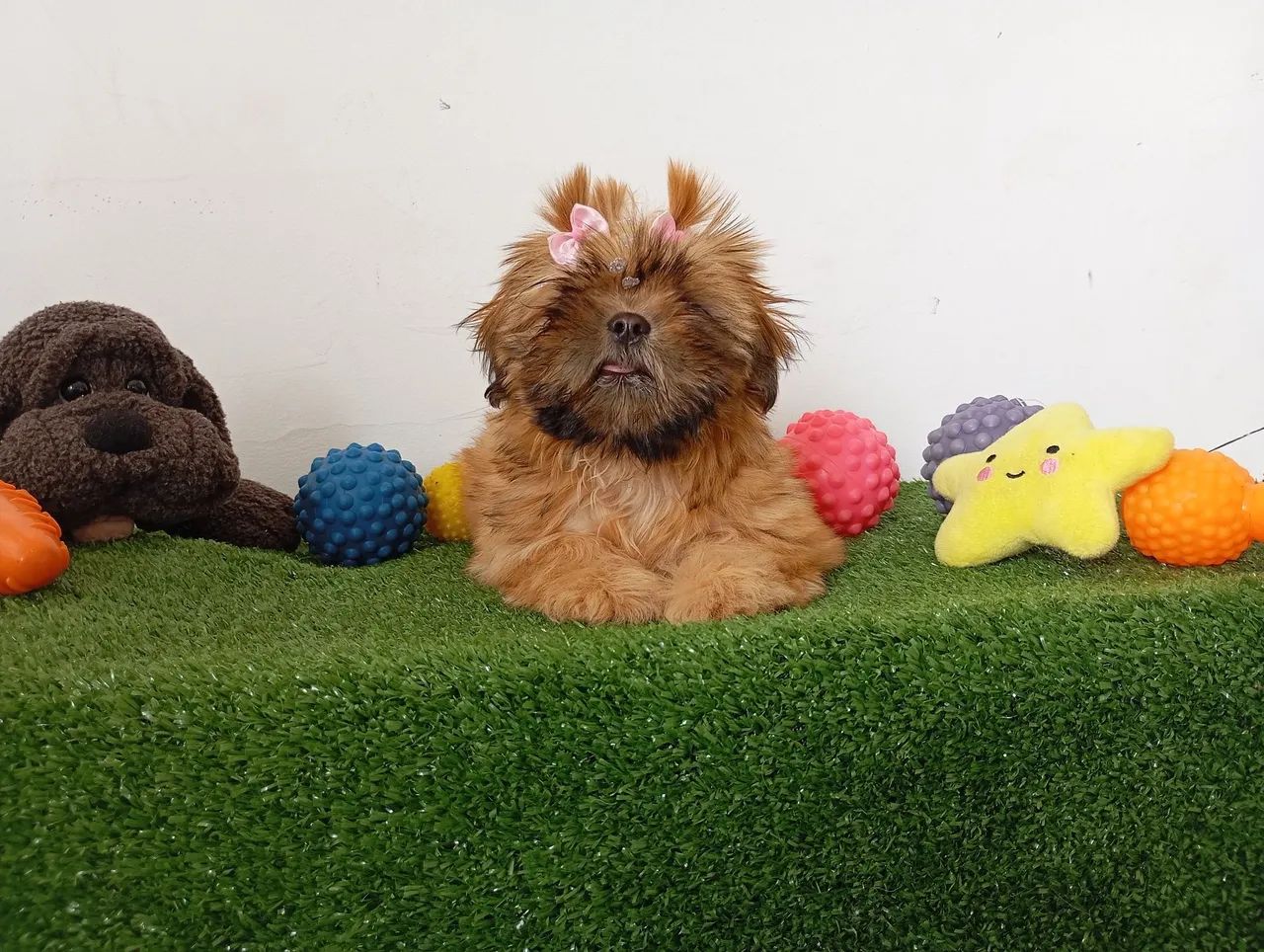 Shihtzu fêmea dourada com duas doses de vacina importada $1.800,00 - Foto 6