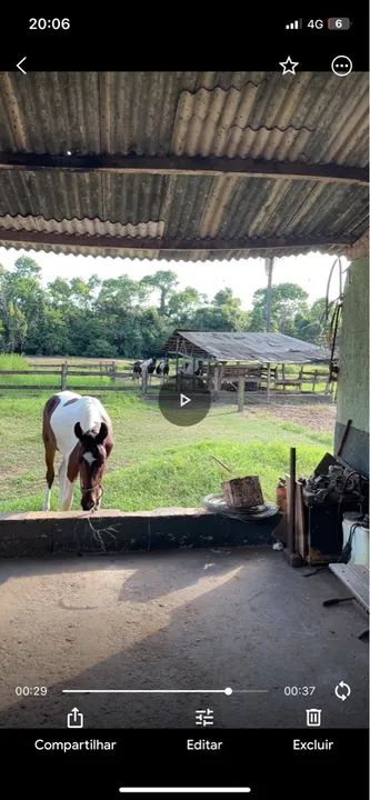 Potro Mangalarga Marchador - Foto 2