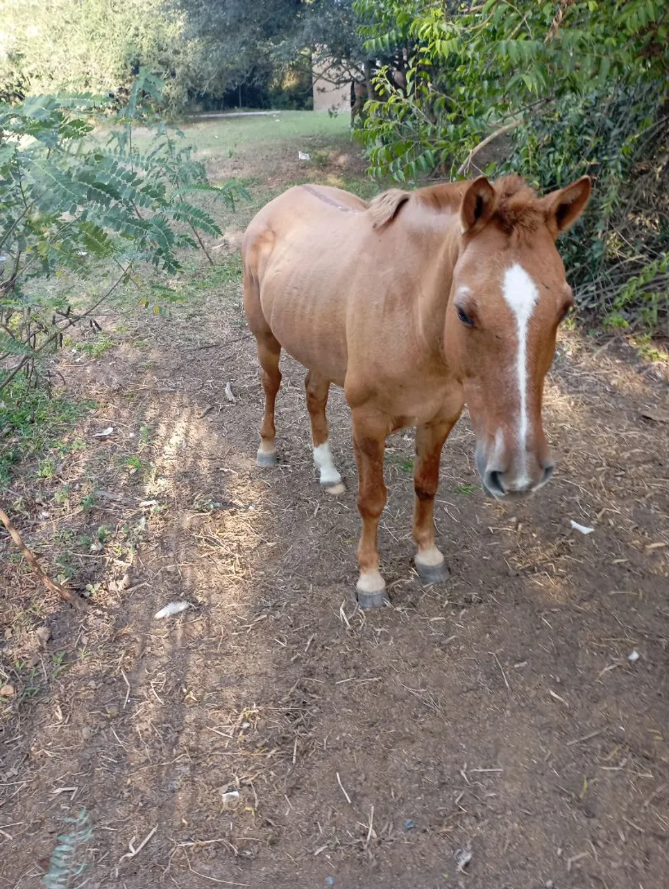 Gatiado