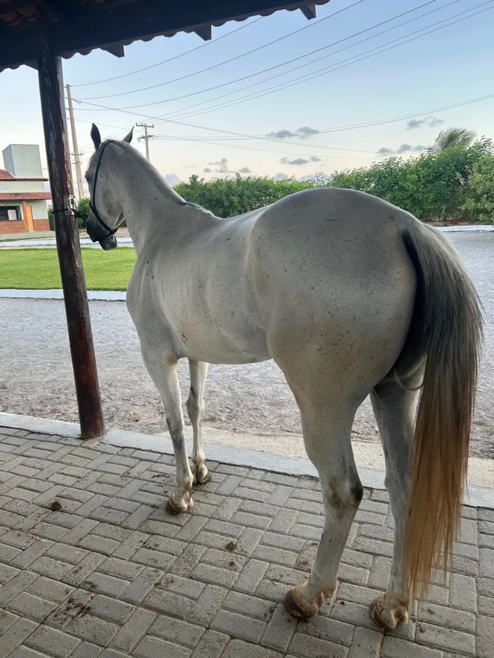 Cavalo quarto de milha 