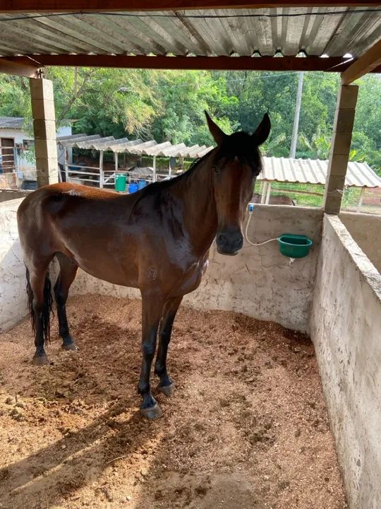 Cavalo mangalarga marchador mineiro  - Foto 4
