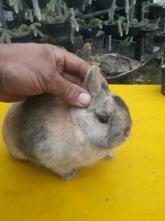 Coelho anão importado Harlequim  - Foto 4