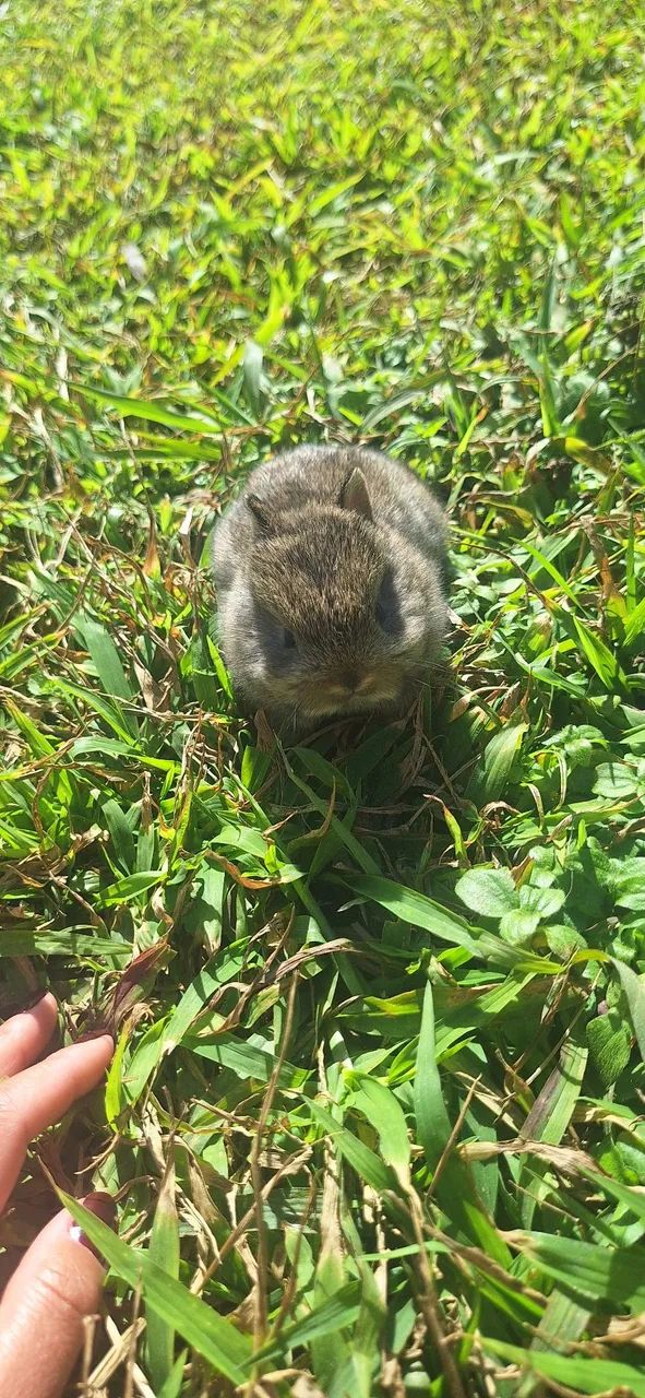 Mini coelho Netherland Dwarf  - Foto 3