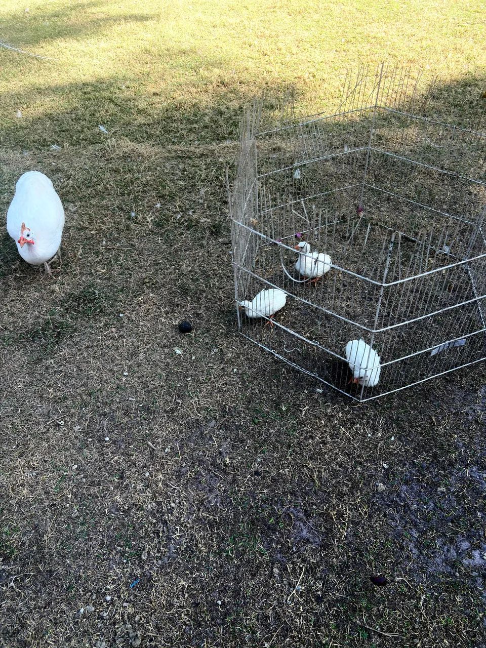 Filhote de galinha de Angola