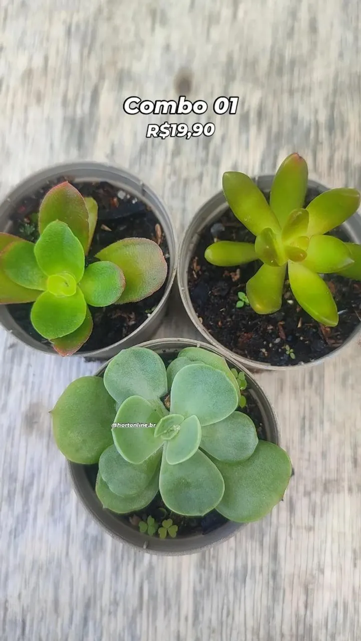 Combo com 3 suculentas em promoção! A partir de 16,90
