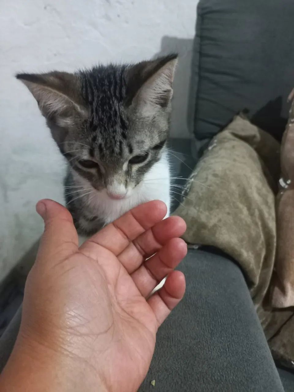 Gatinhos adoráveis para adoção! - Foto 2