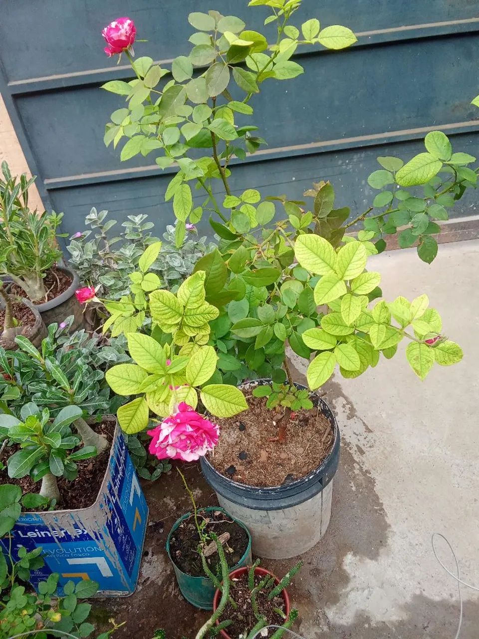 Vende-se  lindas plantas para decorar sua casa e seu jardim  - Foto 5