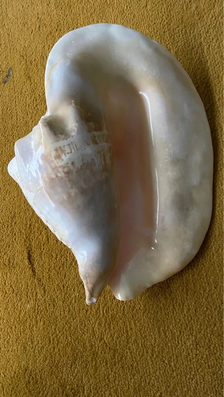 Conchas Do Mar Gigante. - Foto 5