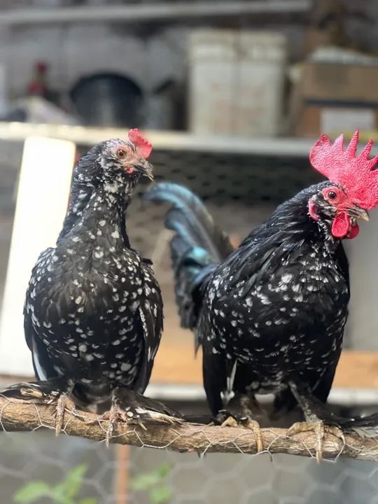 Pintinhos Belgian mottled ( poucas unidades)  - Foto 6