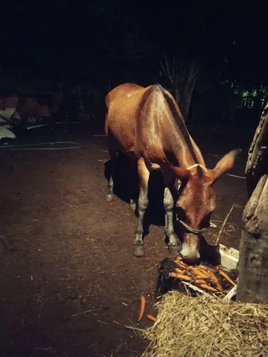 Mula pra venda - Foto 4