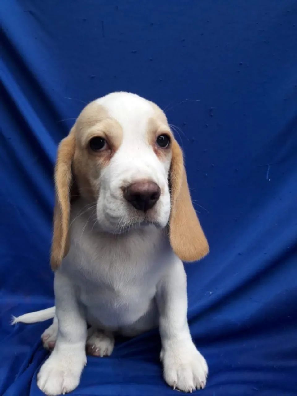 Basset Hound lindos - Foto 2