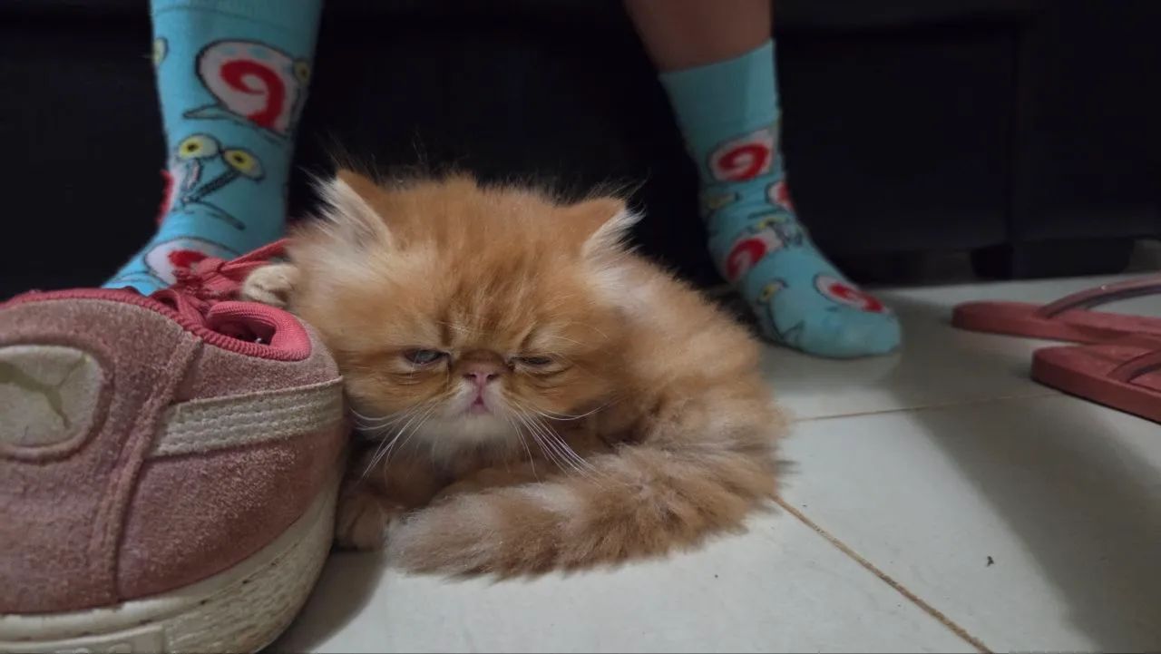 Gatinho Persa  - Foto 2