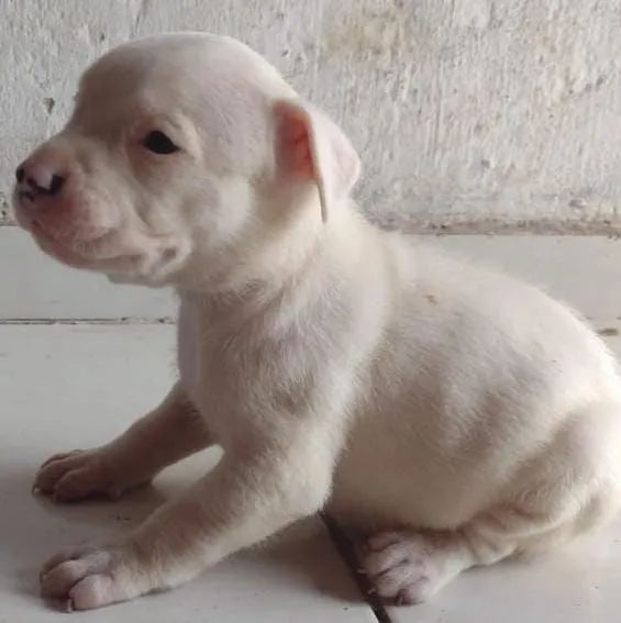 Filhote de Pitbull branco - Foto 3