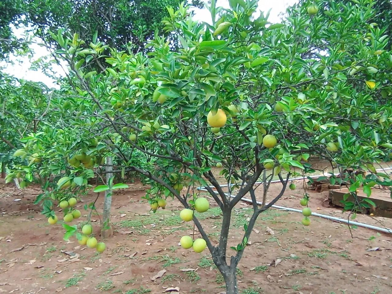 Sitio 1 Hectares Irrigado,Poço Artesiano/Caixa D'Água 50.000 Litros.. - Foto 4