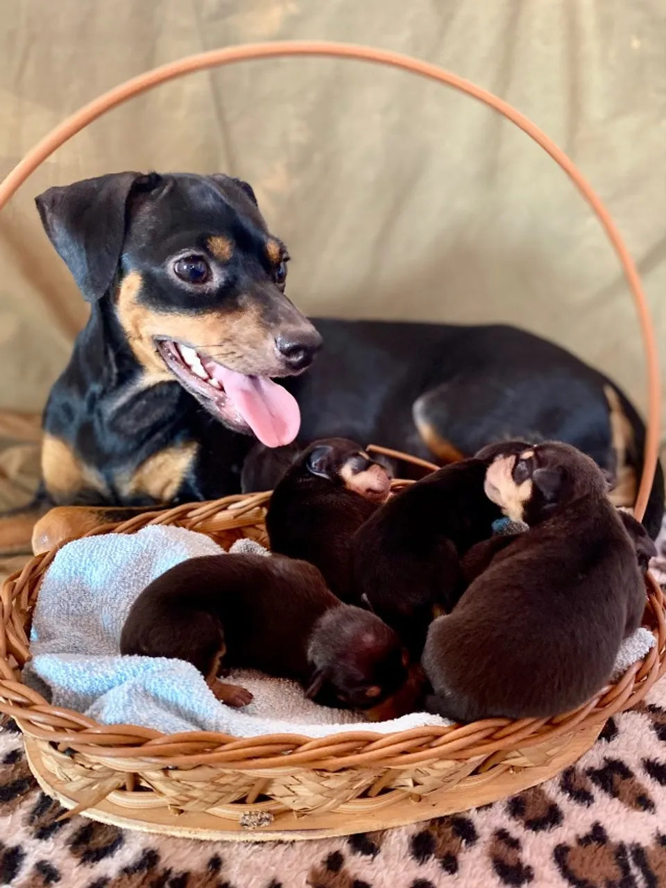 Filhotes de Pinscher à venda