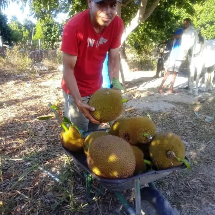 Vende-se sítio com vários pés de frutas - Foto 2