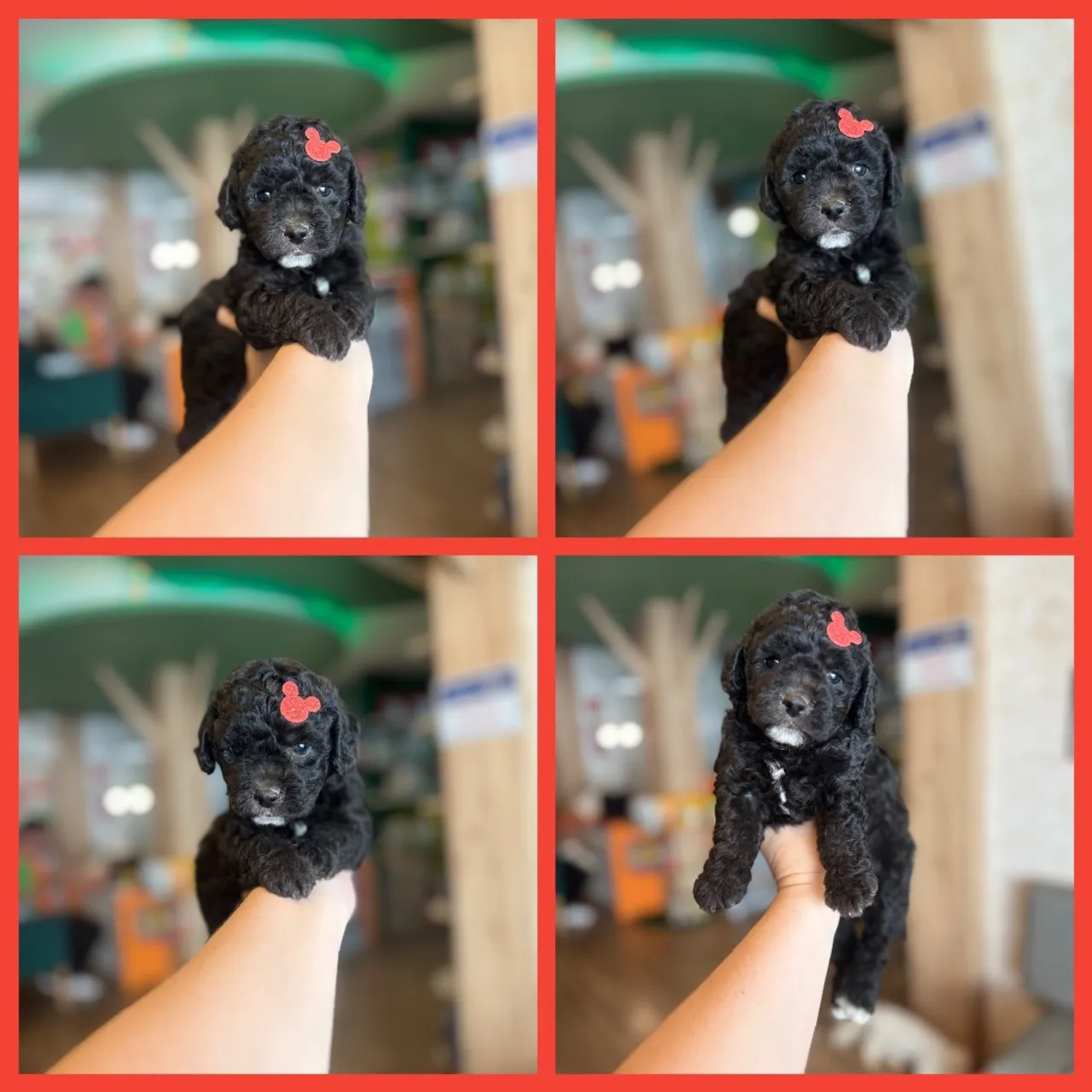 Filhotes de Poodle com procedência e garantia de saúde