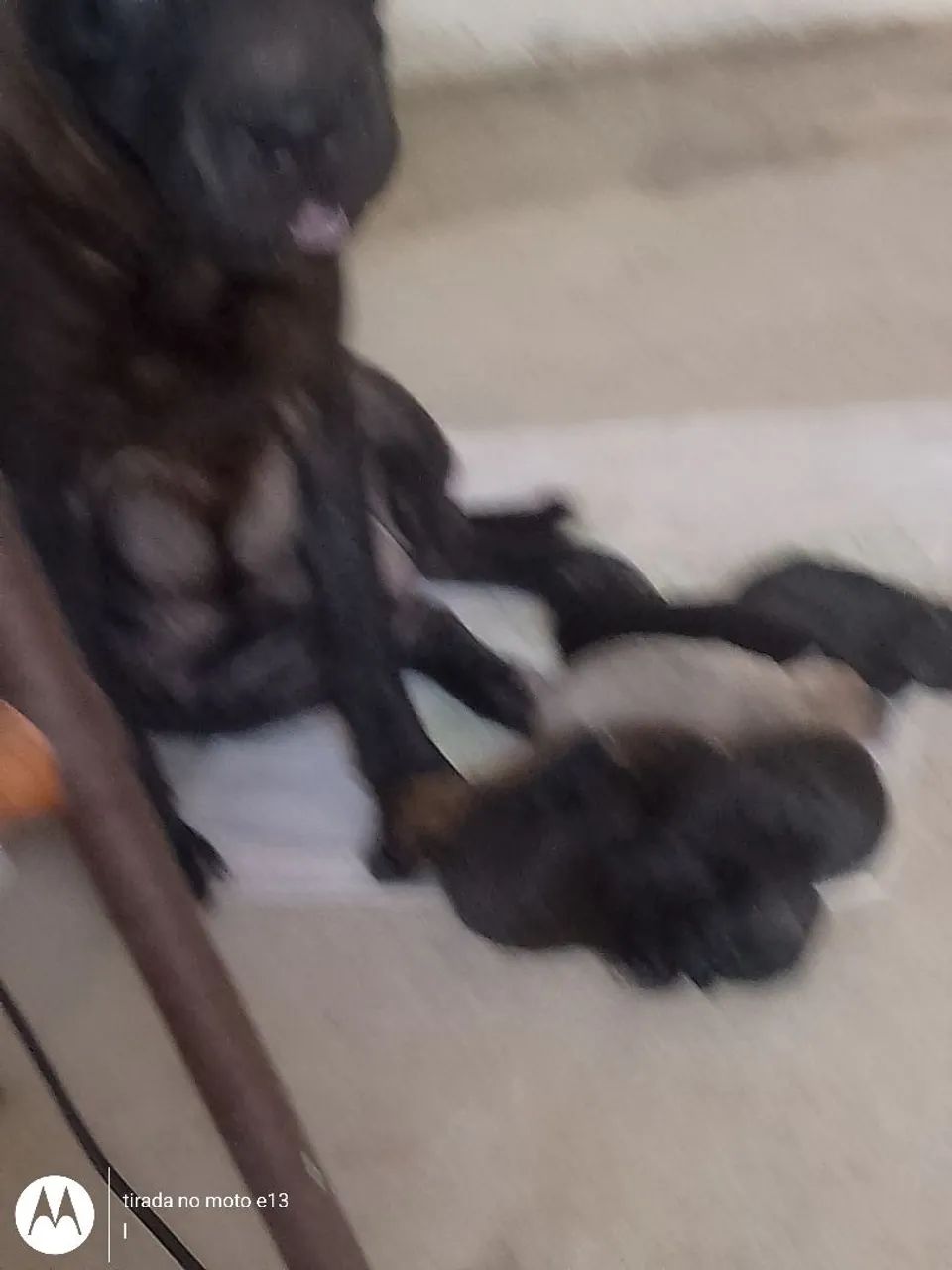Filhotes de Shar Pei - Foto 2