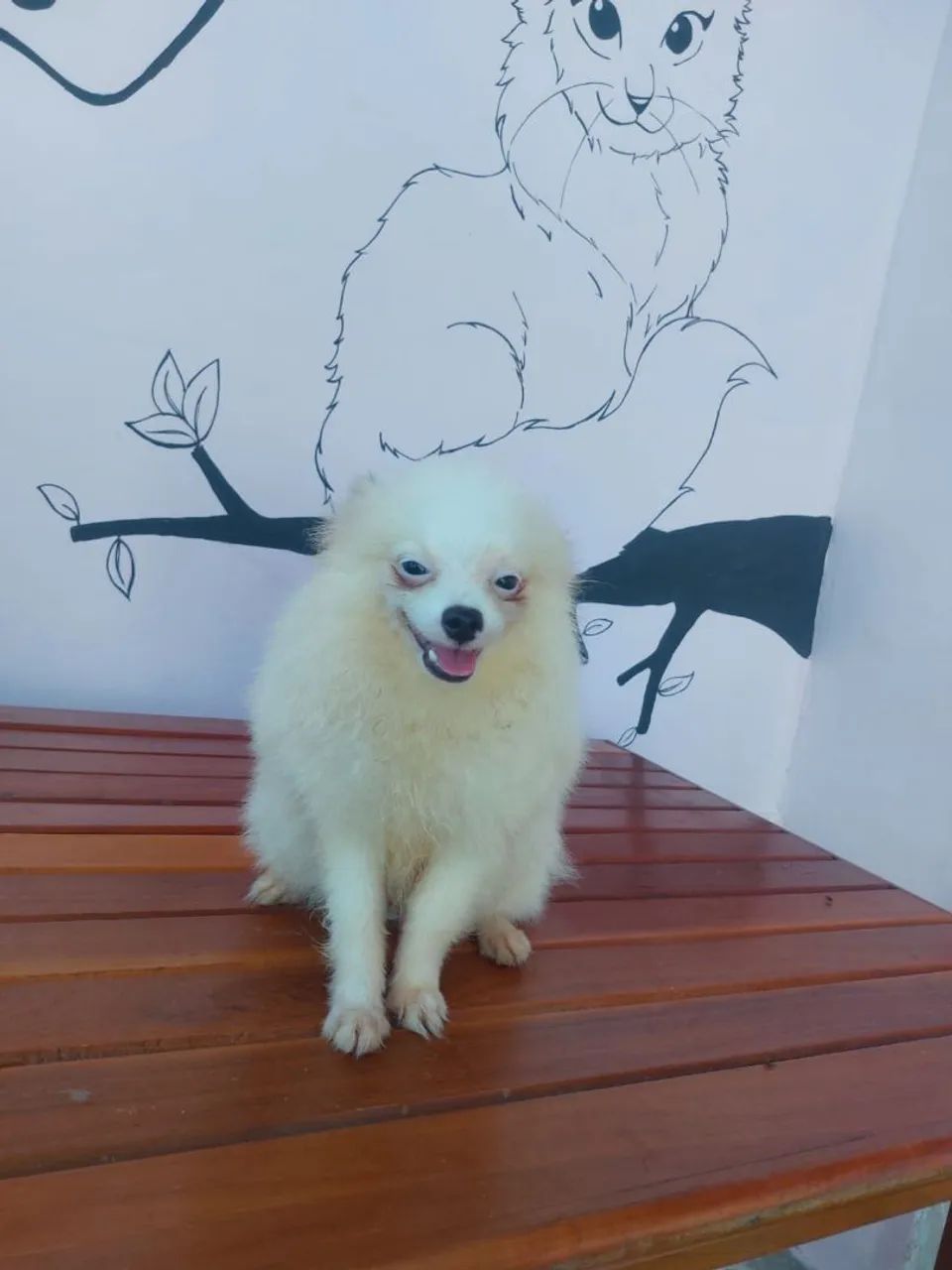 Filhote de Spitz Alemão - Foto 3