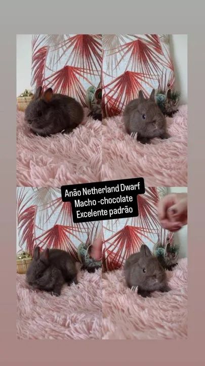 coelhinho Anão Netherland Dwarf- menor coelho do mund - Foto 5