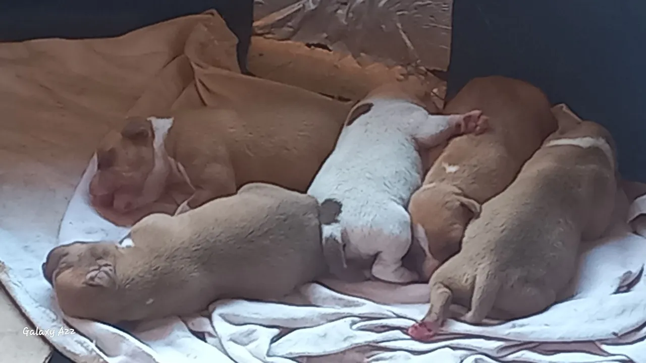 Filhotes de Pitbull disponíveis