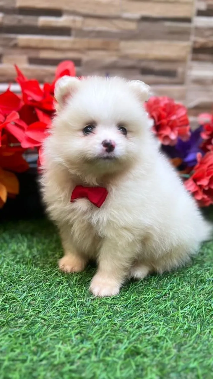 Filhote de Spitz Alemão Branco