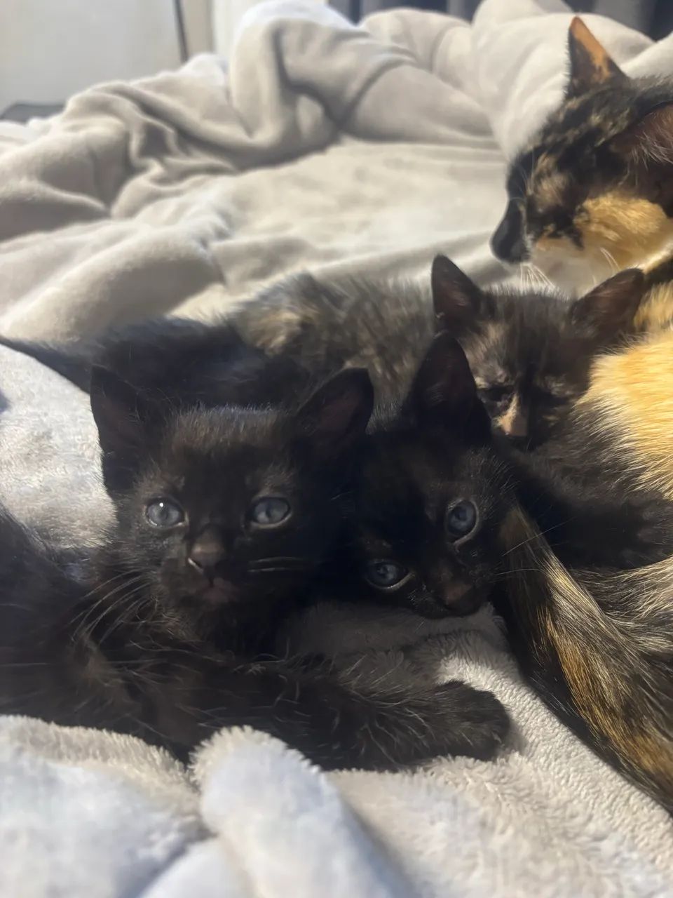 Gatinhos para doação  - Foto 3