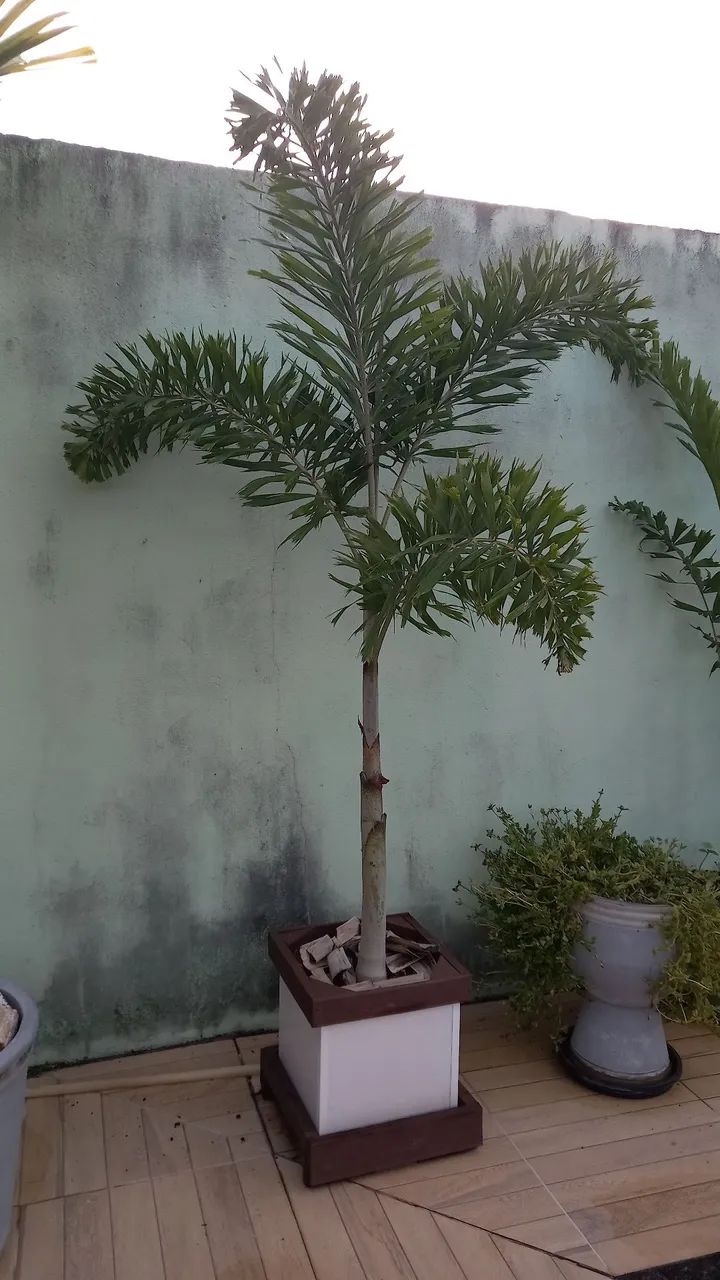 Vendo Palmeira rabo de raposa  - Foto 2