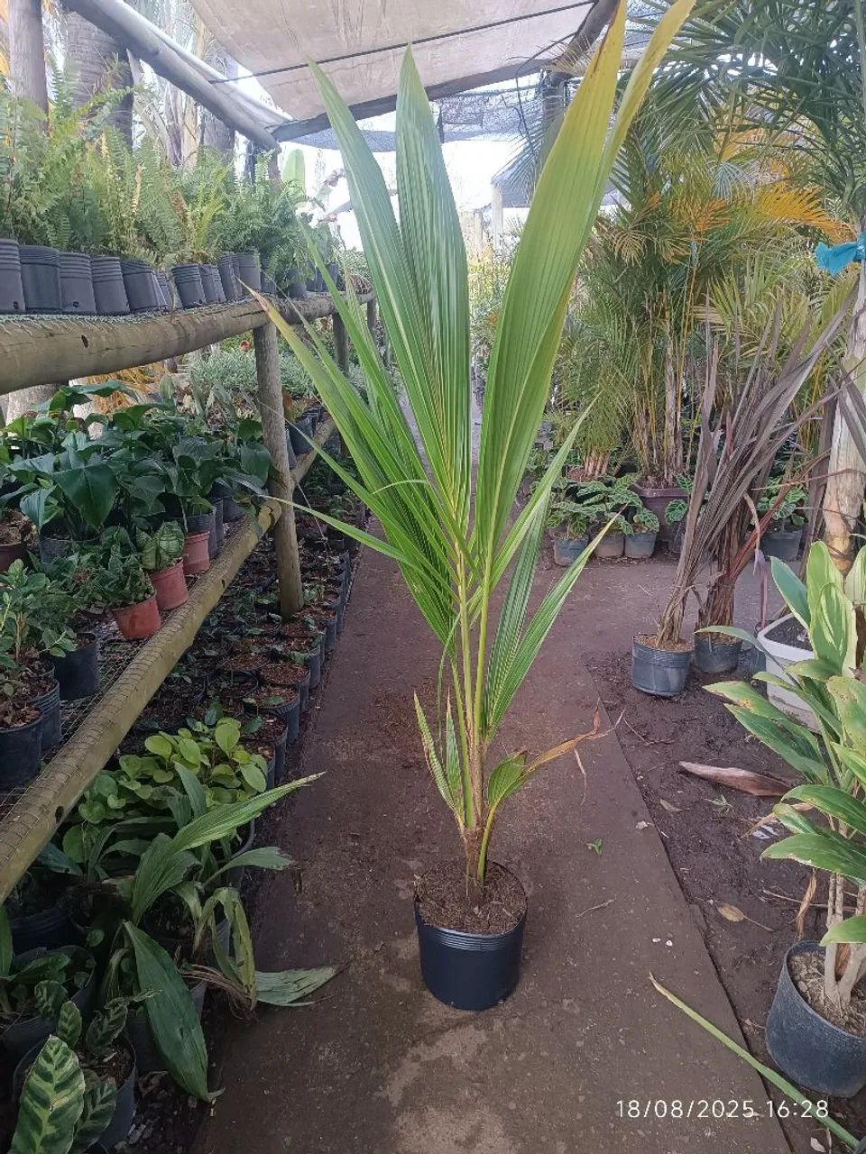 Mudas de Côco Anão da Bahia 
