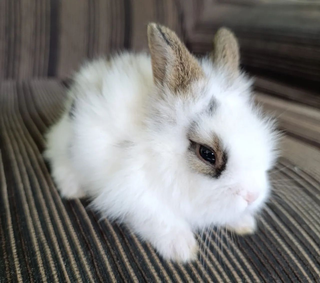 Vende-se Mini coelhos  - Foto 4