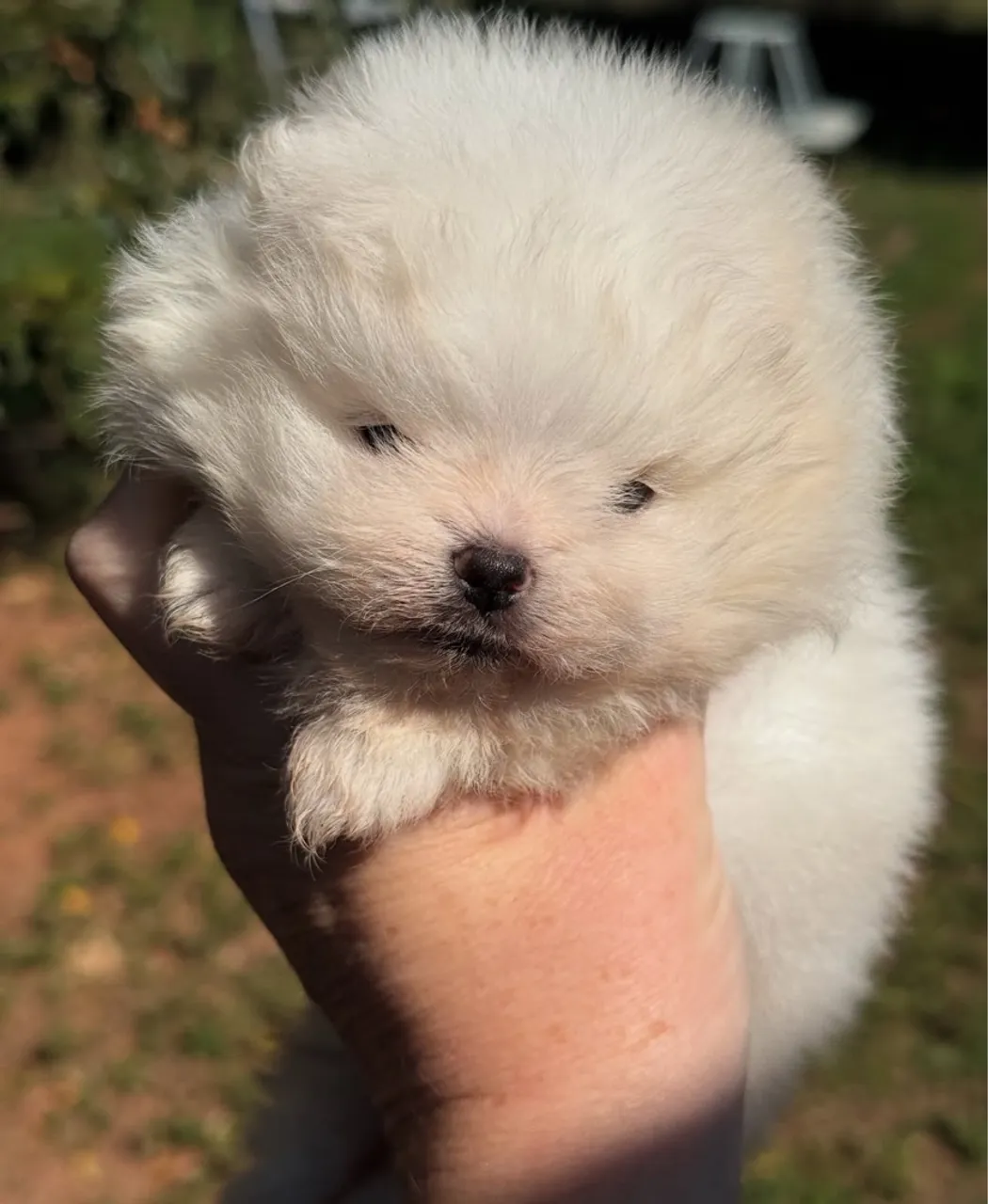 Lulu da Pomerania urso