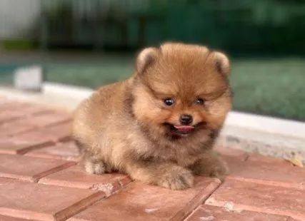 Lulu da Pomerânia Fêmea Anãzinha Perfeita  - Foto 2