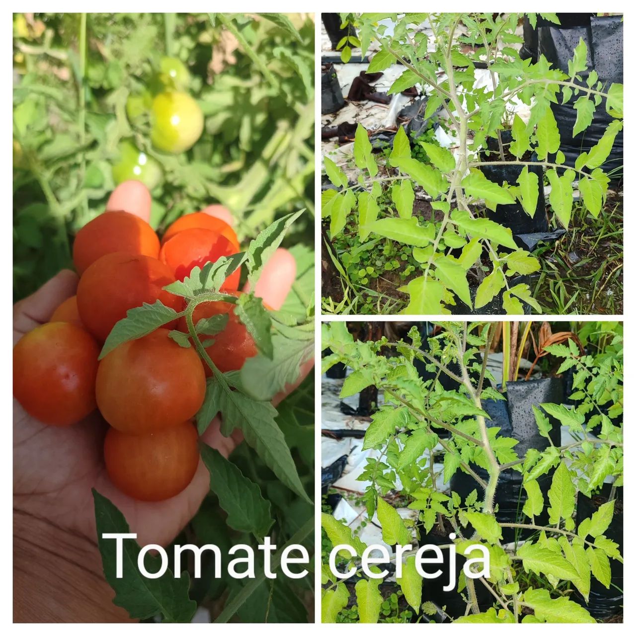 Mudinhas de tomate cereja para cultivar em casa!