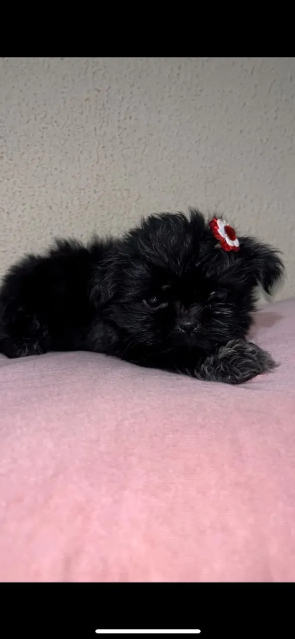 SHIHTZU fêmea maravilhosa