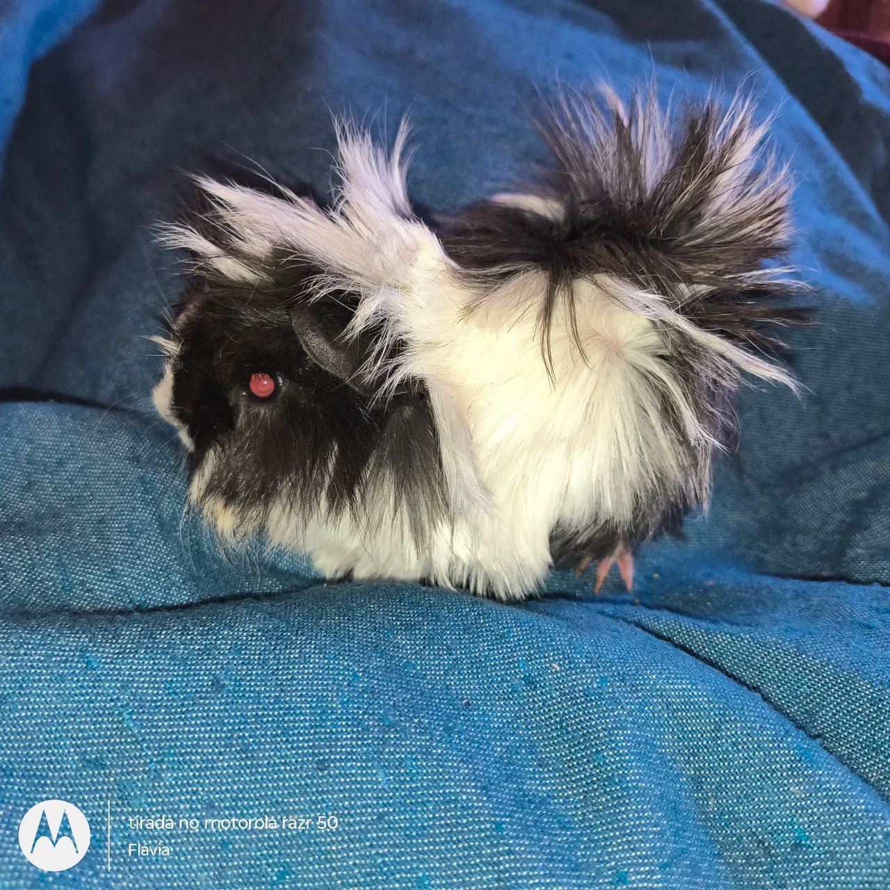 Vendo machinho porquinho da índia peruano 